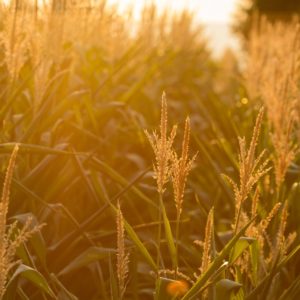 cereals-904629_1920