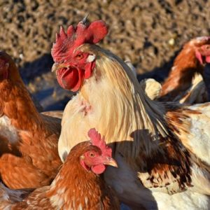 Poules