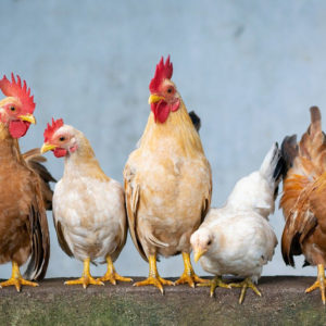poules