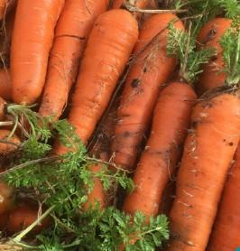 Carotte de Carentan