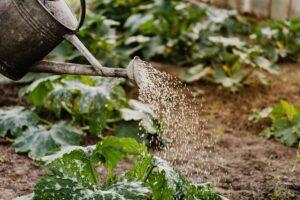 eau agriculture