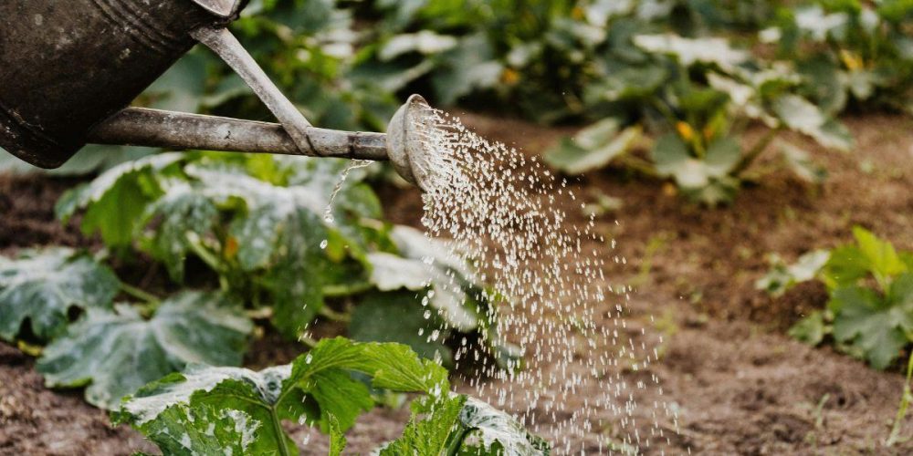 eau agriculture
