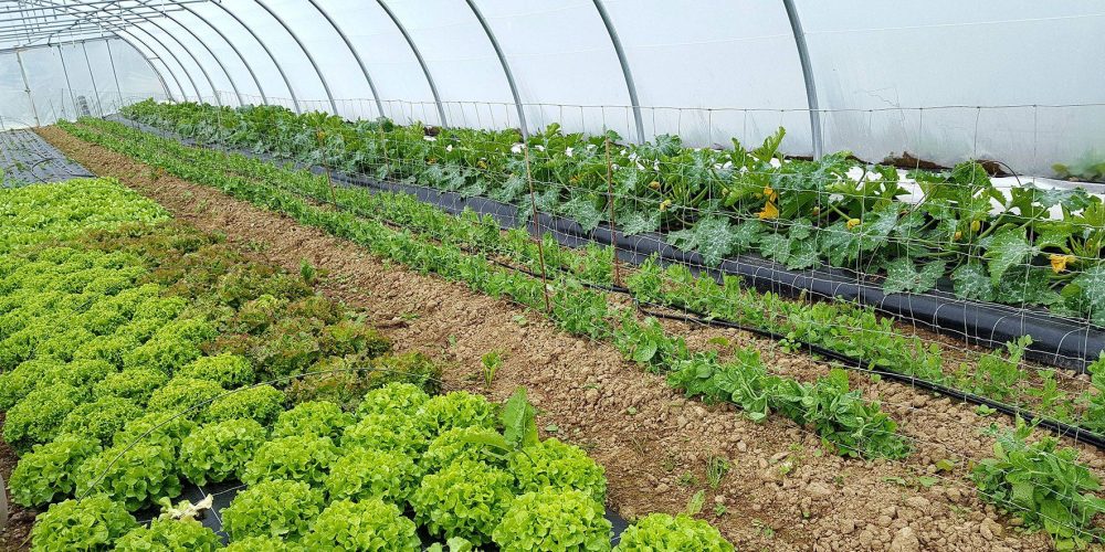 20250801_PHOTOEXPLOITATION2_LEMAITRE_THBAULT