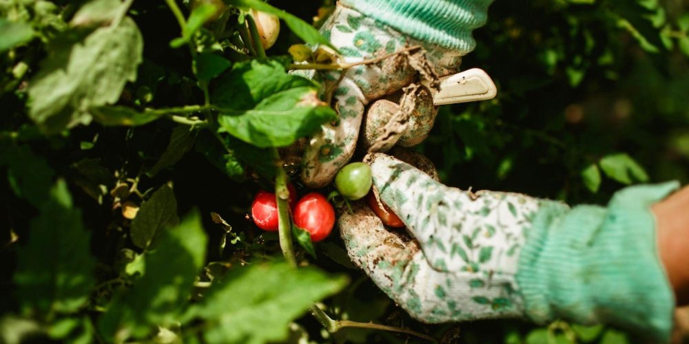 Adhesion 2025 Agriculteur (21)