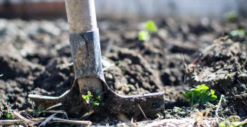 Agriculture régénération sol