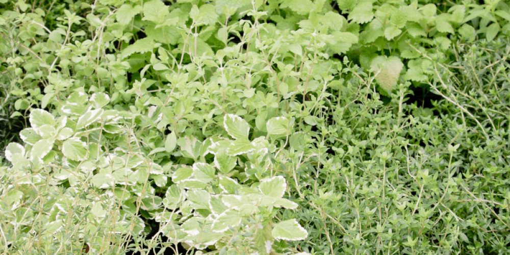 Copie de RS Coeur Côte de Nacre (1)