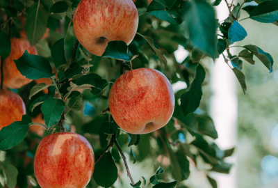 Design sans titre (1)