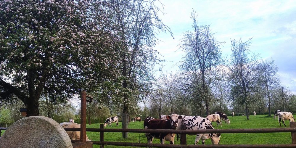 IMG_20240415_200136691