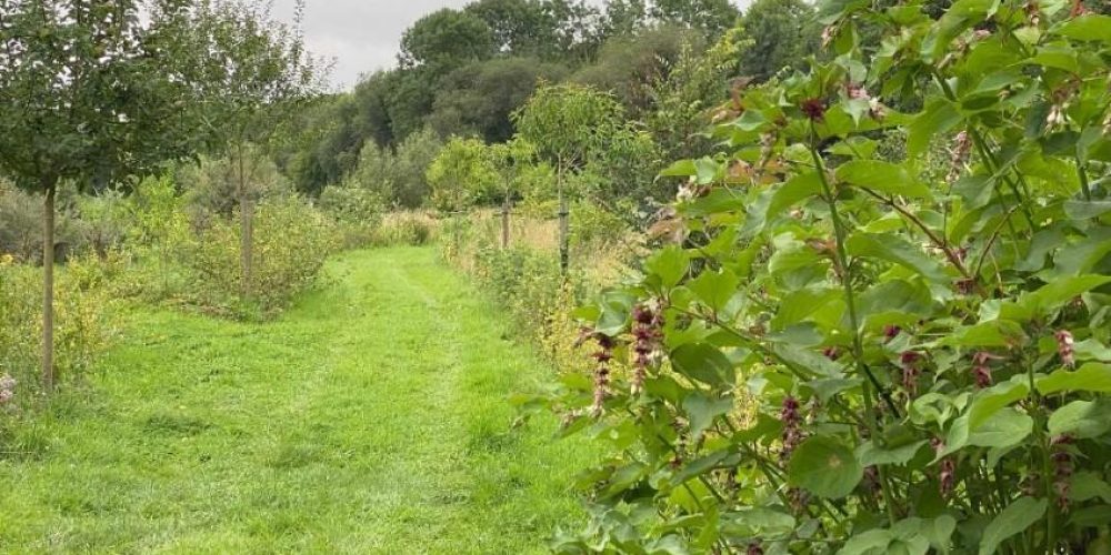 Jardin forêt Les Hayes