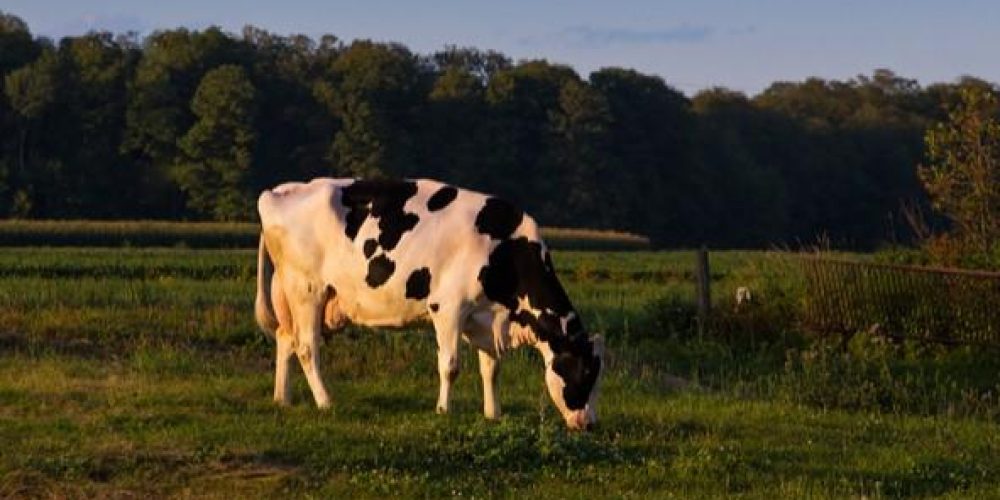 Prim Holstein Canva