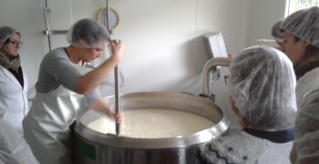 fromage pate molle camembert