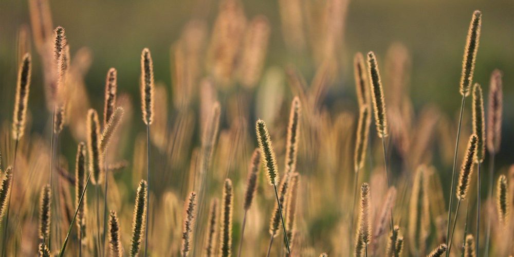 grass-g7998b9a73_1920