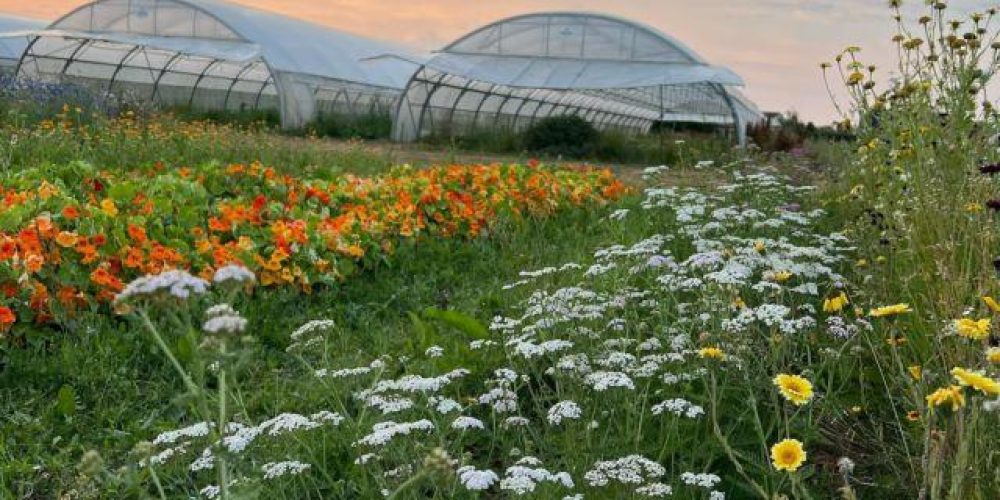 les jardins de simone