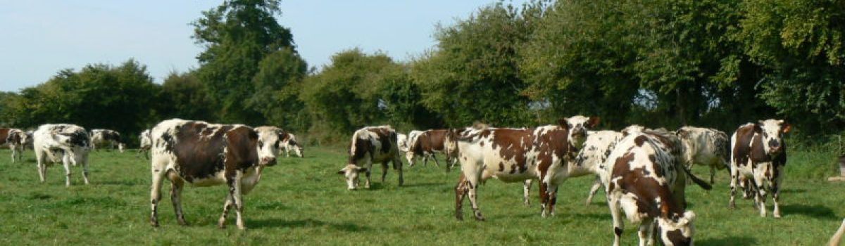 vache-laitiere