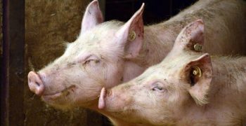 vie d'éleveur accompagner mes animaux